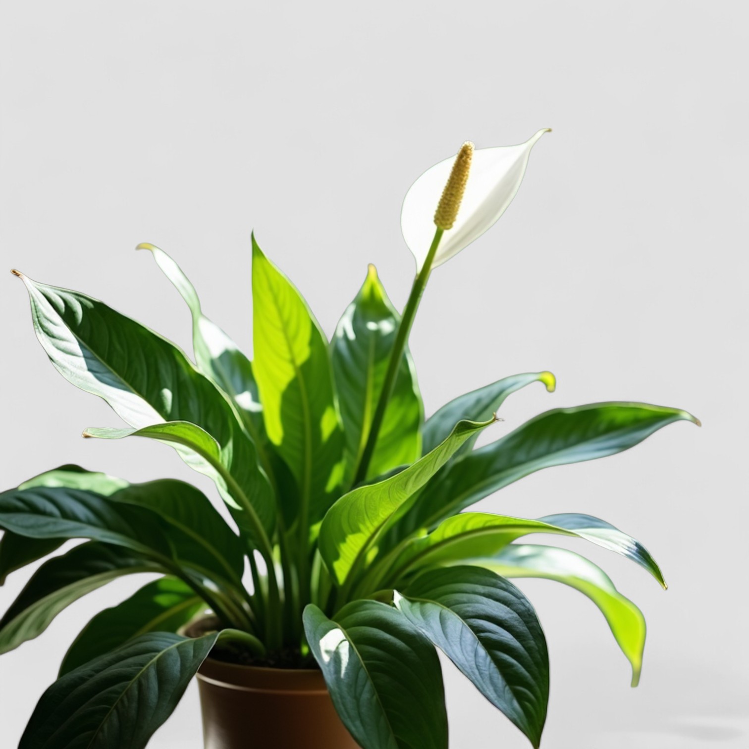 Peace Lily Plant (Spathiphyllum)